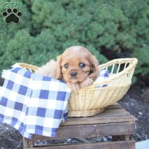 Blossom, Cavalier King Charles Spaniel Puppy
