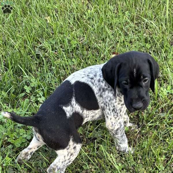 Ranger, German Shorthaired Pointer Puppy