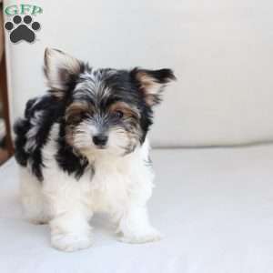 Cooper, Yorkie Puppy