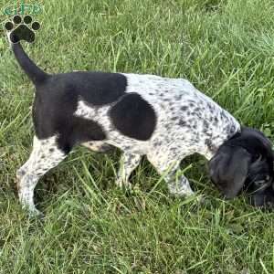 Ranger, German Shorthaired Pointer Puppy