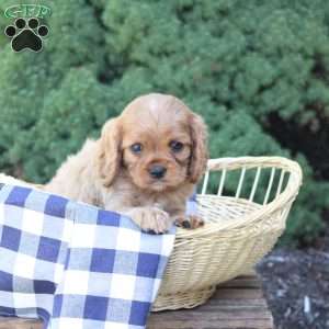 Blossom, Cavalier King Charles Spaniel Puppy