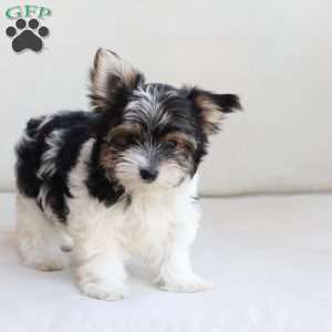 Cooper, Yorkie Puppy
