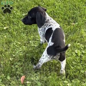 Ranger, German Shorthaired Pointer Puppy