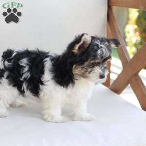 Cooper, Yorkie Puppy