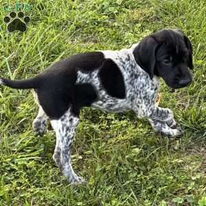 Ranger, German Shorthaired Pointer Puppy