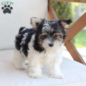Cooper, Yorkie Puppy