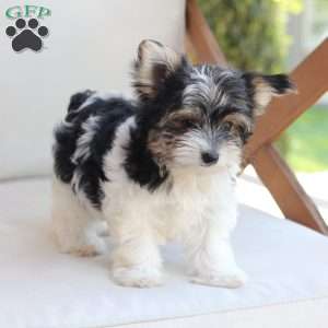 Cooper, Yorkie Puppy