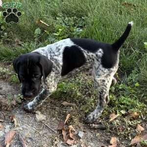 Ranger, German Shorthaired Pointer Puppy