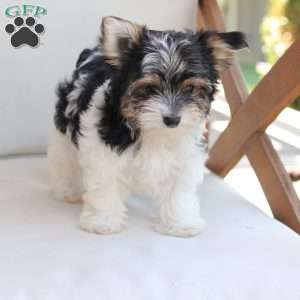 Cooper, Yorkie Puppy