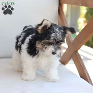 Cooper, Yorkie Puppy