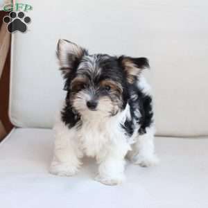 Cooper, Yorkie Puppy