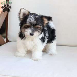 Cooper, Yorkie Puppy