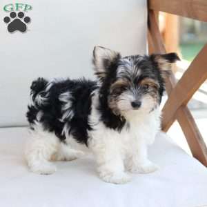 Cooper, Yorkie Puppy