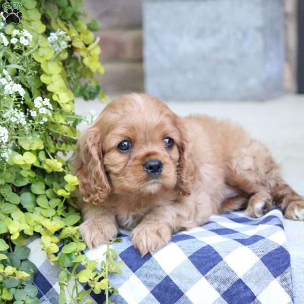 Blossom, Cavalier King Charles Spaniel Puppy