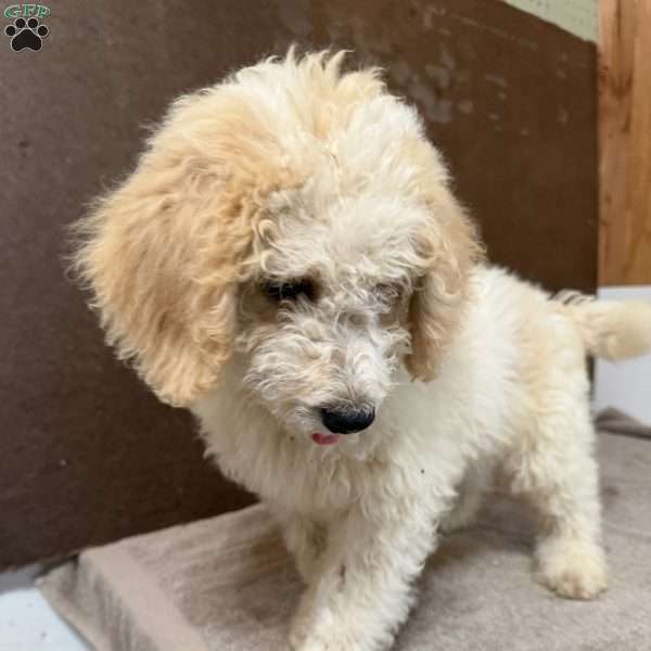 Buster, Mini Bernedoodle Puppy