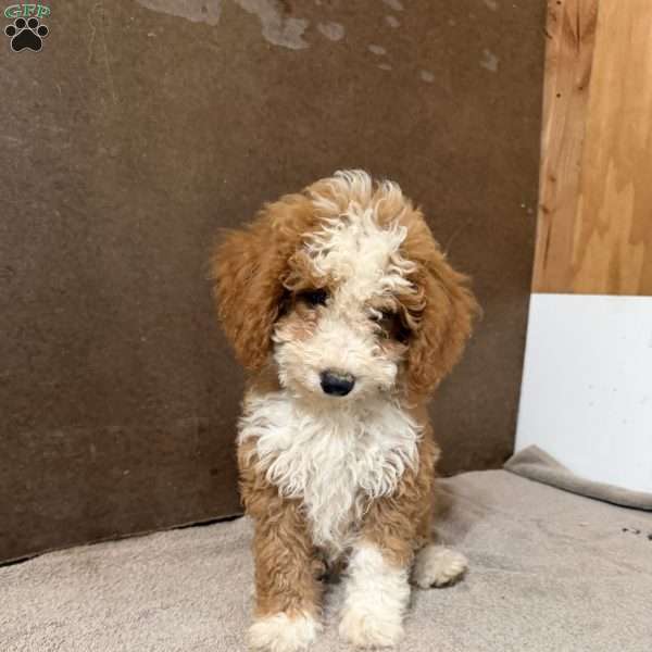 Chippy, Mini Bernedoodle Puppy