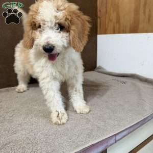 Tanner, Mini Bernedoodle Puppy