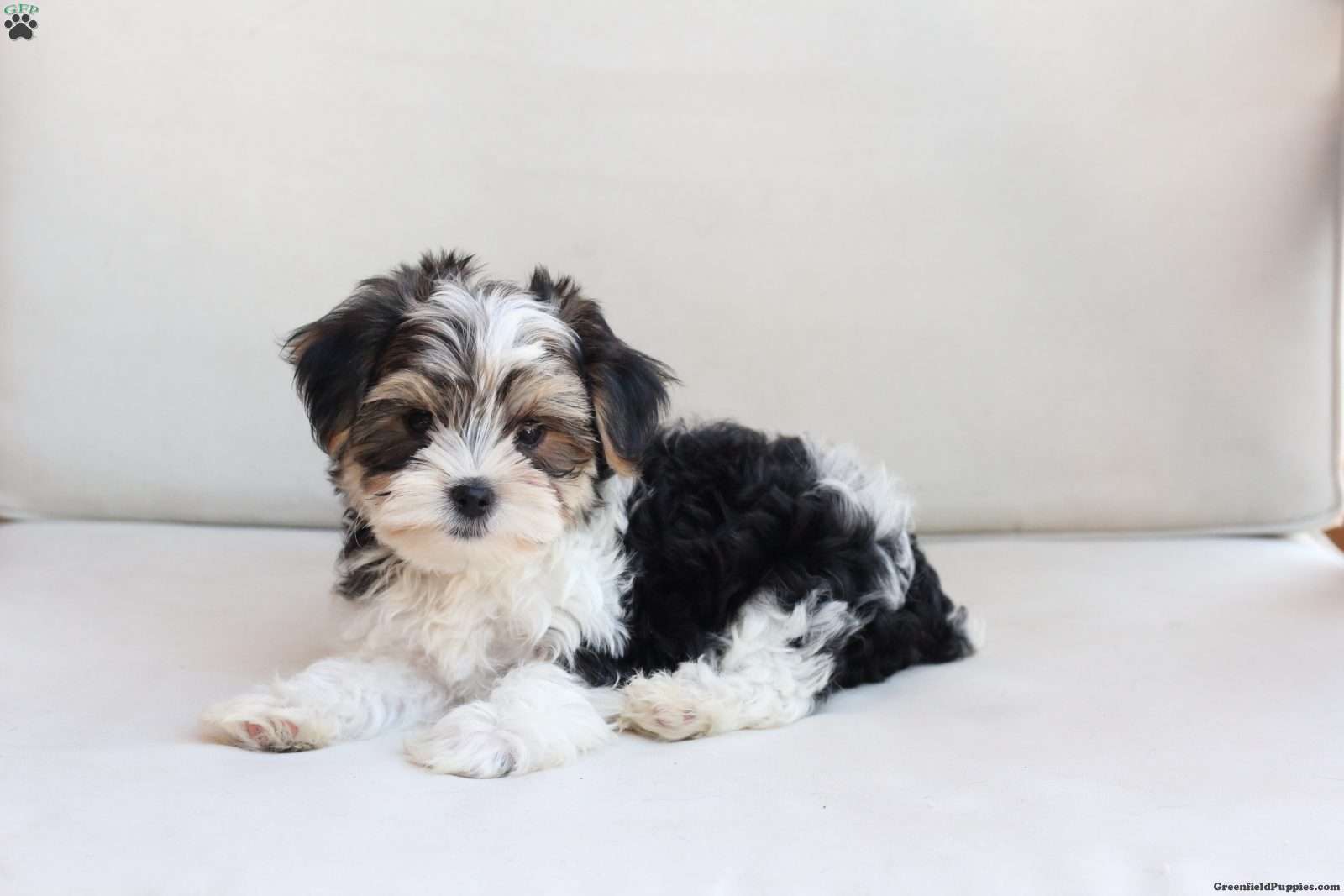 Teddy (Yorkshire Terrier, Male) in New Holland, PA
