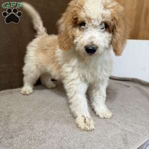 Tanner, Mini Bernedoodle Puppy