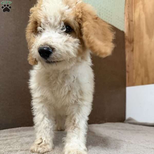 Tanner, Mini Bernedoodle Puppy