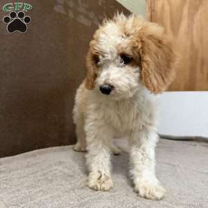 Tanner, Mini Bernedoodle Puppy
