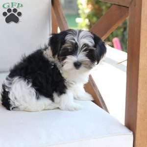 Maverick, Yorkie Puppy