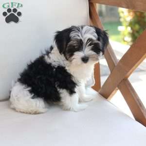 Maverick, Yorkie Puppy