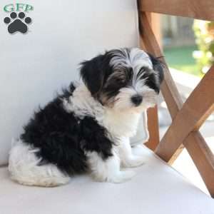 Maverick, Yorkie Puppy