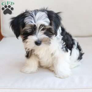 Maverick, Yorkie Puppy
