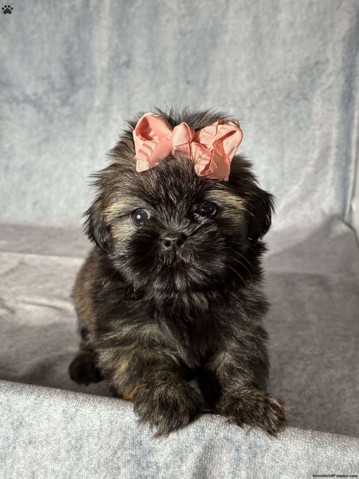 Juliet (Shih Tzu, Female) in Windsor, OH