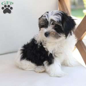 Maverick, Yorkie Puppy