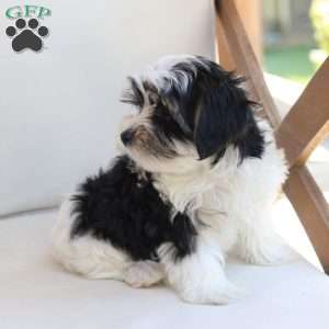 Maverick, Yorkie Puppy