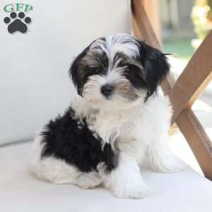 Maverick, Yorkie Puppy