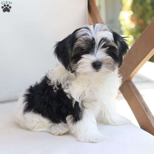 Maverick, Yorkie Puppy