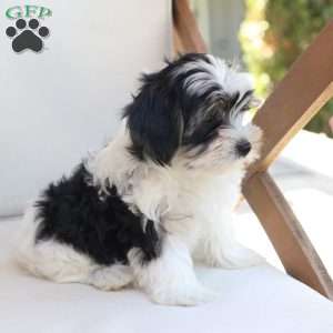 Maverick, Yorkie Puppy