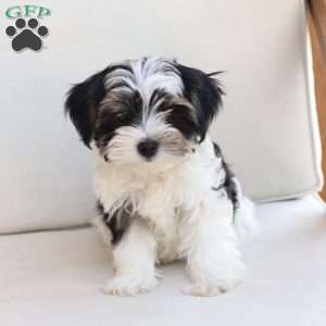 Maverick, Yorkie Puppy