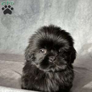 Jupiter, Shih Tzu Puppy