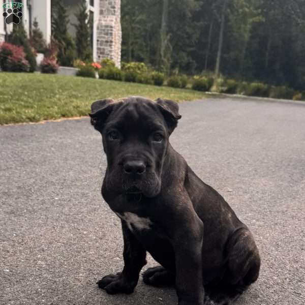 Rosie, Cane Corso Puppy