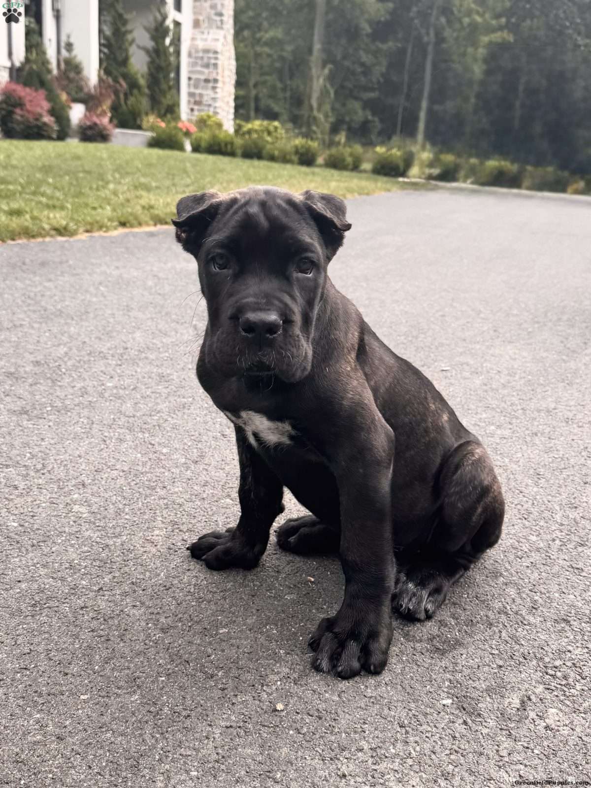 Rosie