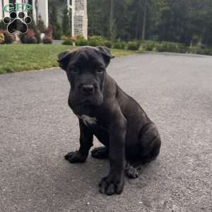 Rosie, Cane Corso Puppy