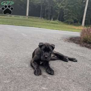 Rosie, Cane Corso Puppy