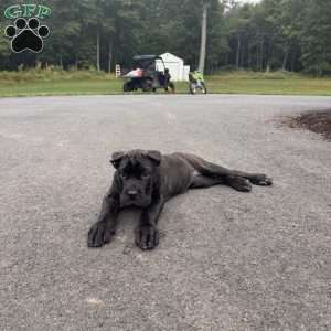 Rosie, Cane Corso Puppy