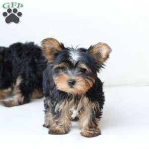 Oliver, Yorkie Puppy