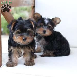 Oliver, Yorkie Puppy