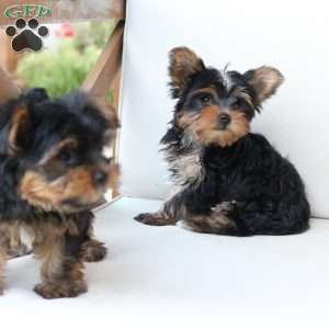 Oliver, Yorkie Puppy
