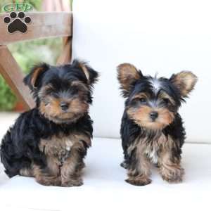 Oliver, Yorkie Puppy