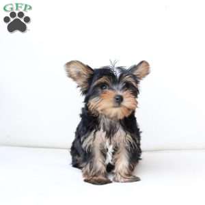 Oliver, Yorkie Puppy