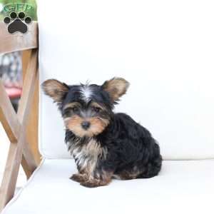 Oliver, Yorkie Puppy