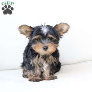 Oliver, Yorkie Puppy