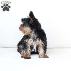 Oliver, Yorkie Puppy